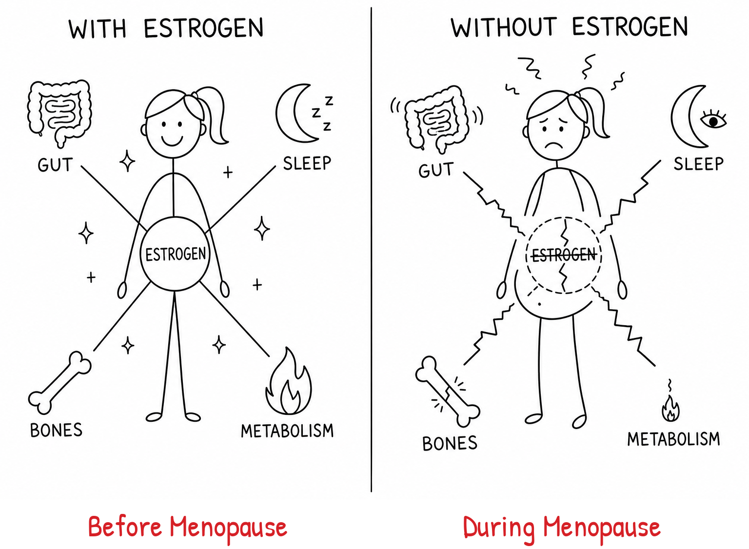 Cartoon comparing a woman with estrogen before menopause and without estrogen during menopause, showing effects on gut, sleep, bones and metabolism